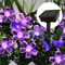 Purple Solar Flower Fairy String Lights Outdoor Decorative Garden Lighting 6
