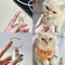 Transparent Pet Fur Storage Capsule Hanging Ornament For Cat Dog Hair Keepsakes 4
