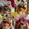 HeartShaped Dog Sunglasses And Pet Grooming Bows 2PCS Set Cute Hair Bands For Photos And DressUp 2