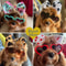 HeartShaped Dog Sunglasses And Pet Grooming Bows 2PCS Set Cute Hair Bands For Photos And DressUp 2