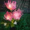 Solar Flower Garden Lights Outdoor Decorative Lighting With Glowing Stems 3