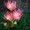 Solar Flower Garden Lights Outdoor Decorative Lighting With Glowing Stems 3