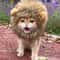 Cute Funny Pet Costume Lion Mane Wig Hat With Ears For Cats And Small Dogs 3