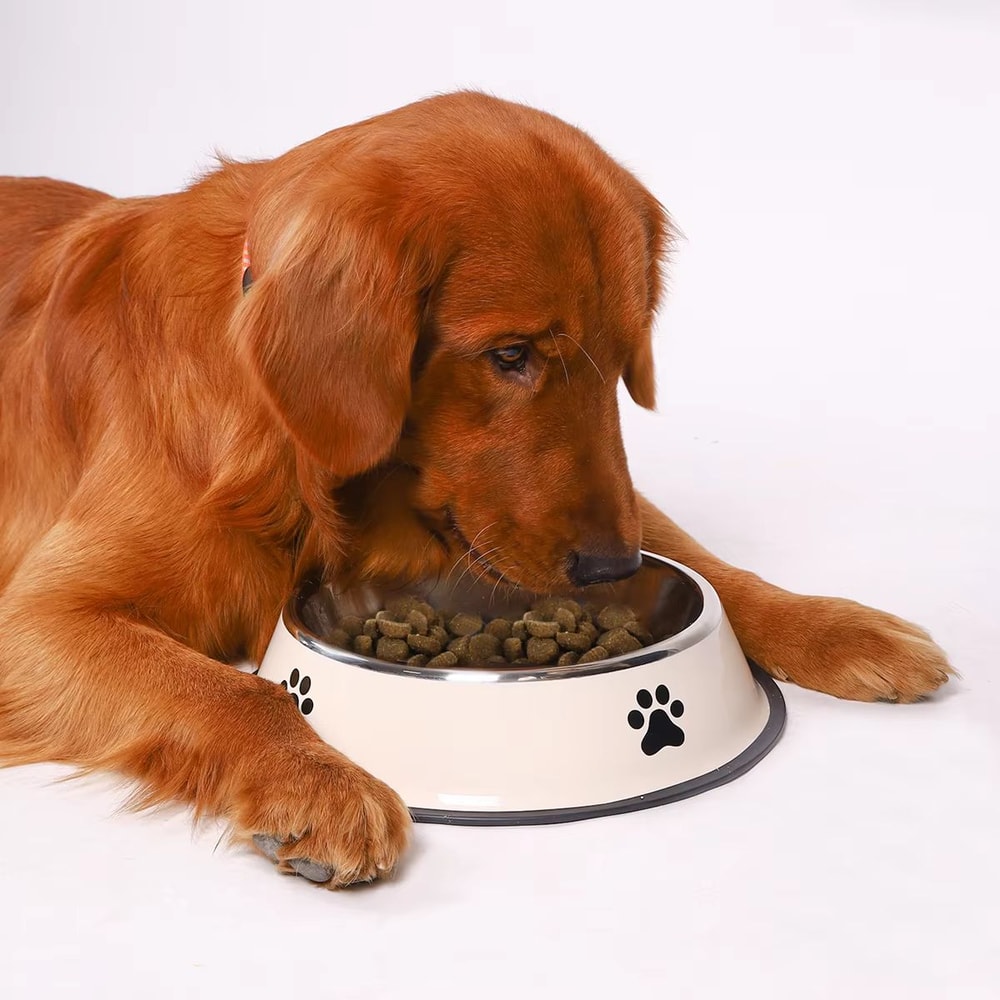 Stainless Steel Pet Bowl For Dog And Cat Feeding 5