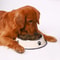 Stainless Steel Pet Bowl For Dog And Cat Feeding 5