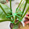 Reusable Plant Stem Support Stakes Plastic Plant Trellis Hoops For Climbing Houseplants 3