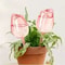 Pink Tulip Automatic Plant Watering Balls For Indoor And Outdoor Plants 7