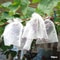 Fruit Protection Bags 50 Pack Reusable Garden Netting Bags For Birds And Insects 4