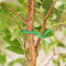 Garden Cable Ties And Horticultural Strapping Line With Reel For Plants And Trees 1