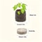 Organic Coco Coir Seed Starter Blocks Compressed Coconut Coir Soil Pods For Vegetable Flower Herb 5