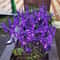 Solar Lavender Flower Garden Lights Waterproof LED Landscape Decor 1