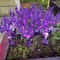 Solar Lavender Flower Garden Lights Waterproof LED Landscape Decor 2