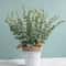 20pcs Artificial Eucalyptus Stems Faux Greenery Branches For Wedding And Home Decor 5