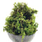 Artificial Green Moss For Potted Plants And Orchid Decor 2