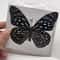 Real Preserved Butterfly Specimen Collection Decorative Art Set 5