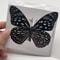Real Preserved Butterfly Specimen Collection Decorative Art Set 5