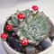 Mini Artificial Mushroom Garden Decor Set For Fairy Bonsai And DIY Micro Landscapes 3