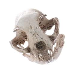 realistic resin cat skull model anatomy replica gothic desk decor