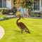 Rustic Metal Crane Garden Statue Weathered Heron Outdoor Yard Sculpture 1