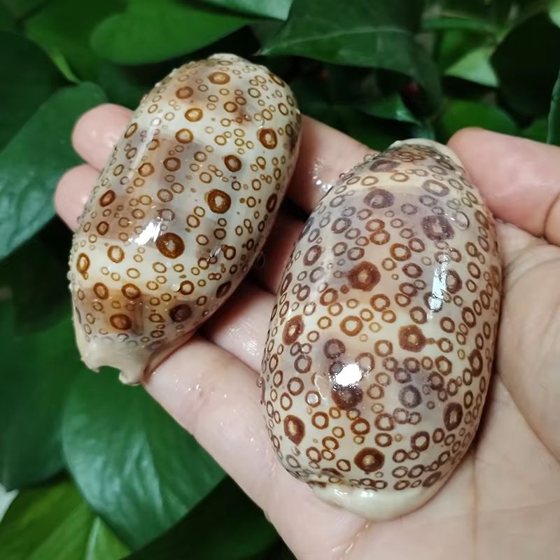 Natural Cowrie Shell Decor Set For Aquarium Coastal Home Spiritual Display 0