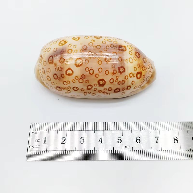 Natural Cowrie Shell Decor Set For Aquarium Coastal Home Spiritual Display 5