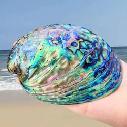 paua abalone shell smudge kit with tripod stand natural sage cleansing bowl 4.33–5.12in