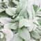 Faux Lambs Ear Greenery Stems Set For Wedding Bouquets And DIY Floral Decor 3