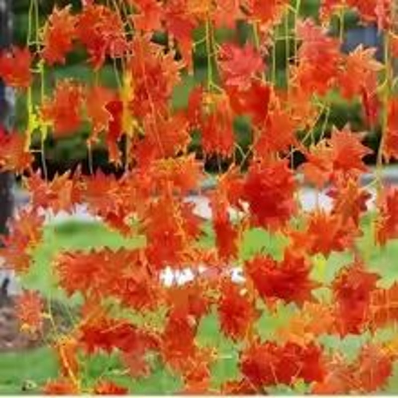 Artificial Red Maple Leaf Vine Garland For Fall Halloween And Thanksgiving Decor 755ft 5