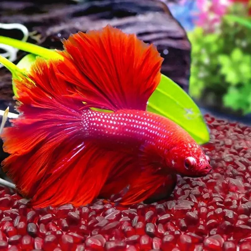 Red Glass Gravel Chips Red Glass Gravel Decorative Vase Aquarium Fillers 60g 150g 300g 5