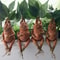 Mystical Mandrake Resin Garden Statue Fantasy Plant Ornament For Home Outdoor Decor 1