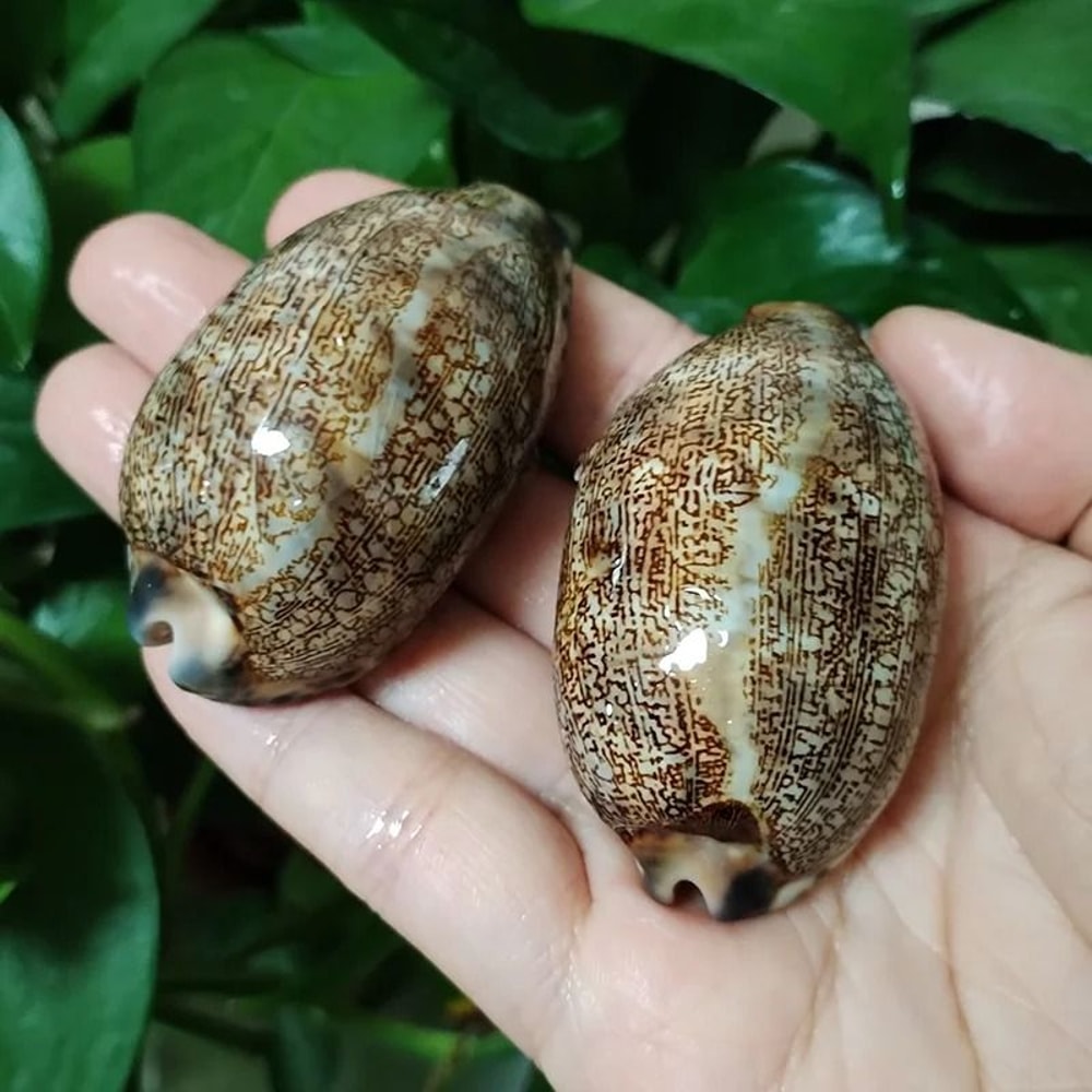 2Piece Natural Arabian Cowrie Shell Set For DIY Jewelry And Beach Decor 0