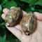 2Piece Natural Arabian Cowrie Shell Set For DIY Jewelry And Beach Decor 0