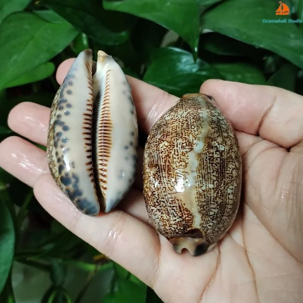 2Piece Natural Arabian Cowrie Shell Set For DIY Jewelry And Beach Decor 2