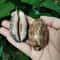 2Piece Natural Arabian Cowrie Shell Set For DIY Jewelry And Beach Decor 2