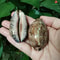 2Piece Natural Arabian Cowrie Shell Set For DIY Jewelry And Beach Decor 2