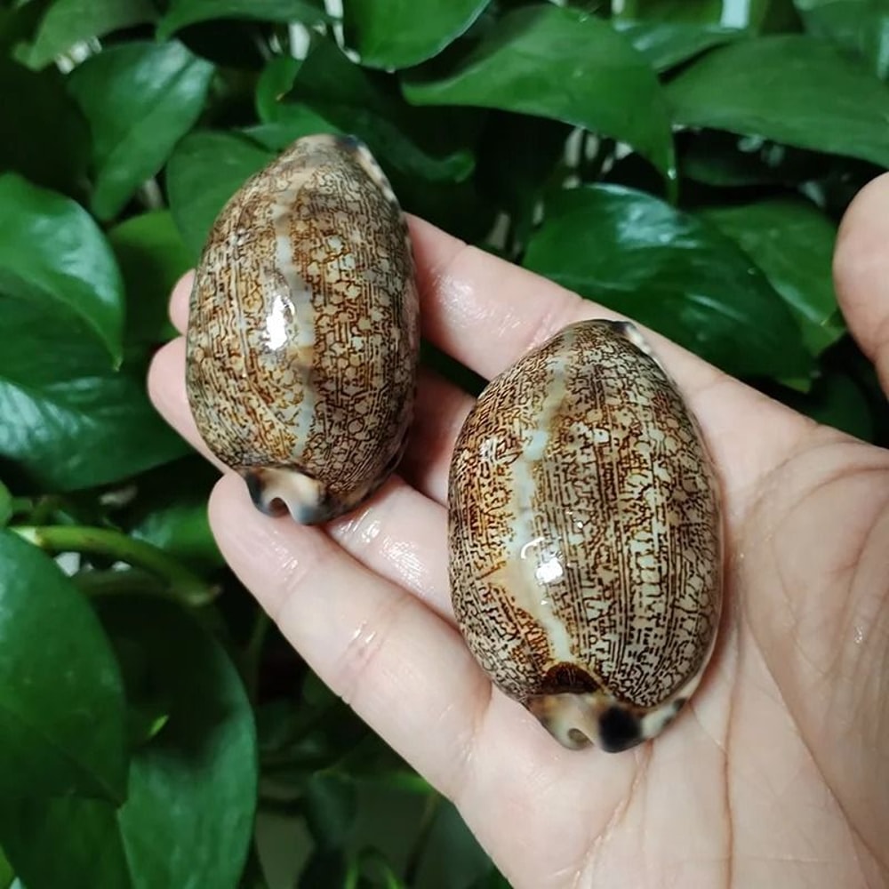 2Piece Natural Arabian Cowrie Shell Set For DIY Jewelry And Beach Decor 3