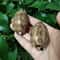 2Piece Natural Arabian Cowrie Shell Set For DIY Jewelry And Beach Decor 3