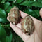 2Piece Natural Arabian Cowrie Shell Set For DIY Jewelry And Beach Decor 3