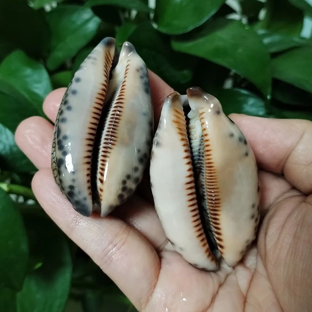 2Piece Natural Arabian Cowrie Shell Set For DIY Jewelry And Beach Decor 4