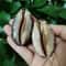 2Piece Natural Arabian Cowrie Shell Set For DIY Jewelry And Beach Decor 4