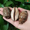 2Piece Natural Arabian Cowrie Shell Set For DIY Jewelry And Beach Decor 5