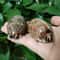 2Piece Natural Arabian Cowrie Shell Set For DIY Jewelry And Beach Decor 6