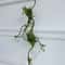 Artificial Rattan Vine Wall Hanging For Wedding And Rustic Home Decor 6
