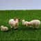 Mini Resin Sheep Family Figurine Set 4pcs Cute Micro Landscape Decor For Desk And Garden 0