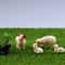 Mini Resin Sheep Family Figurine Set 4pcs Cute Micro Landscape Decor For Desk And Garden 3