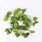 LED Green Ivy Vine Garland Lights For Bedroom Wedding Decor 9