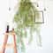 Artificial Hanging Green Vine Wall Decor Rattan For Home Hotel Styling 2