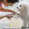 4Piece Pet Grooming Scissors Set With Safe Rounded Tips 2