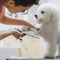 4Piece Pet Grooming Scissors Set With Safe Rounded Tips 2