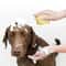 Soft Silicone Pet Bath Massage Brush With Foaming Grooming Design 1